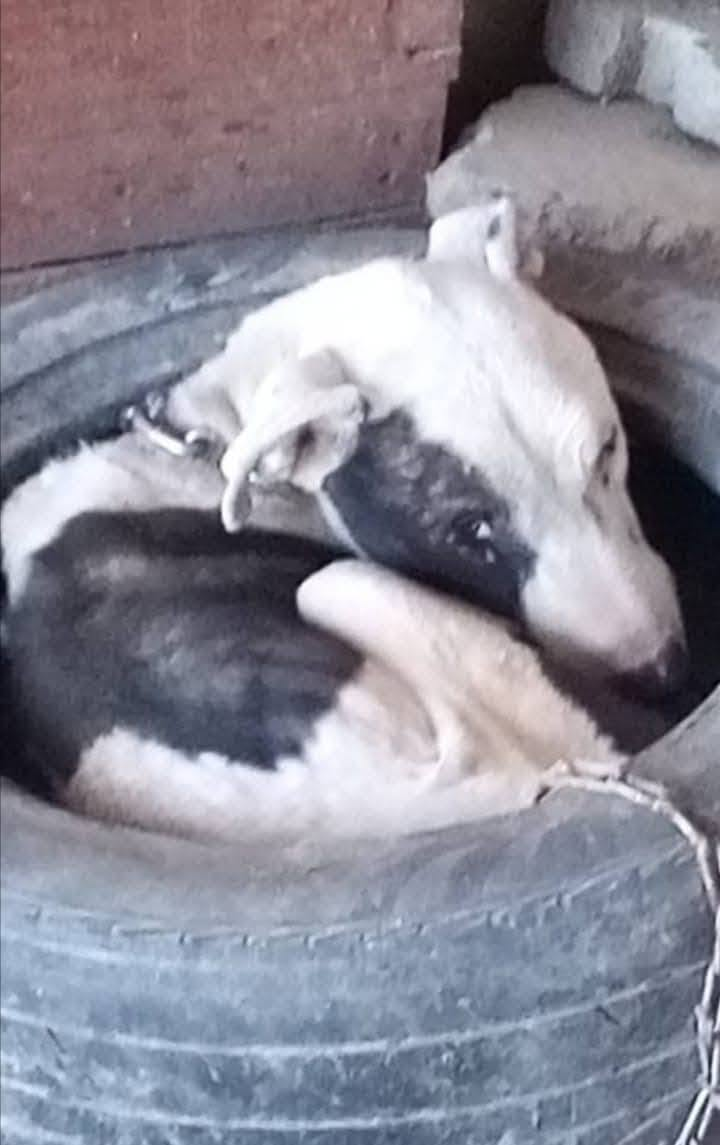 3 years chained to an old tyre