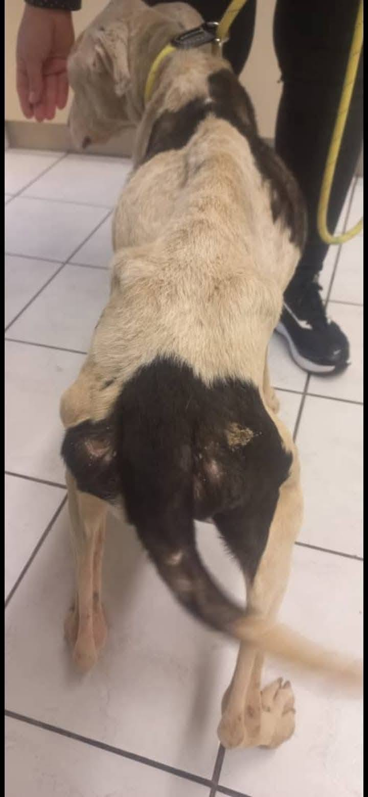 Underweight at intake