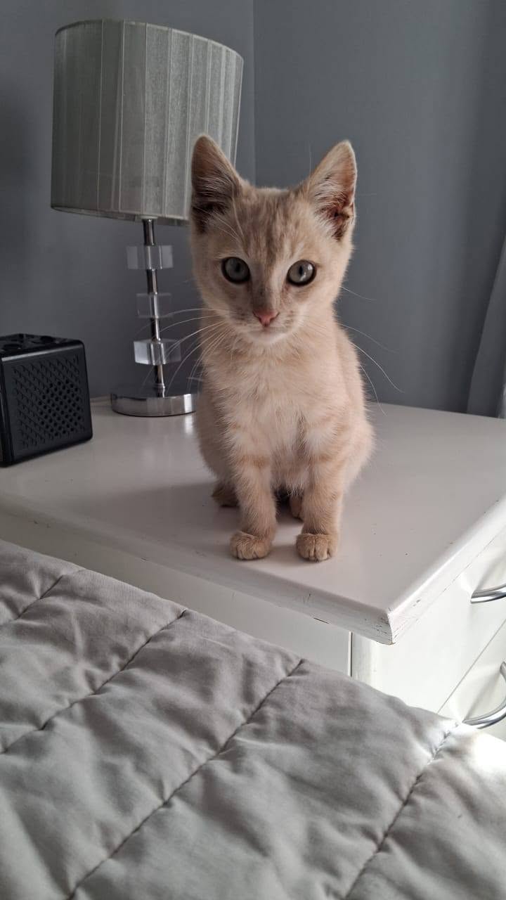 A cream tabby kitten with a short tail sitting upright, looking at the camera